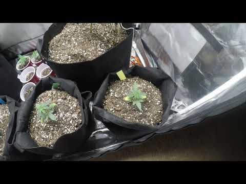 Dosipunch, Molten Lava, Wet betty, Blurricane, and White Velvet