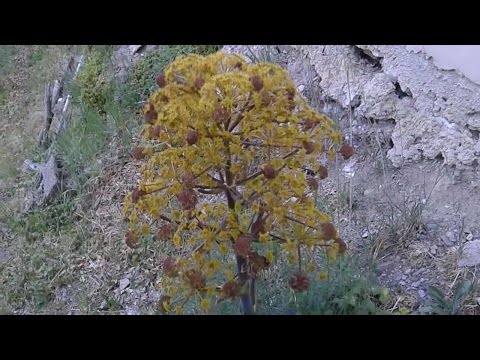 Ferula communis tossica (medicinal plant)