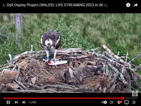 Dyfi Nestcam - Outstanding closeup — Osprey chicks 2+ weeks old