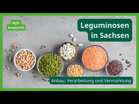 "AgiL bespricht": Anbau, Verarbeitung und Vermarktung von Leguminosen in Sachsen