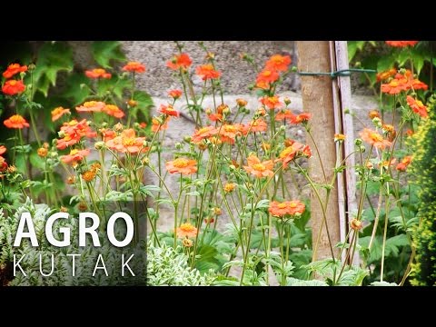 Agro kutak -  Najbolji savjeti za uređenje dvorišta II dio - 09.05.2017.