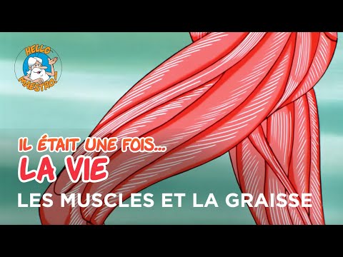 Once upon a time… Life 🌱- Muscles and fat 💪