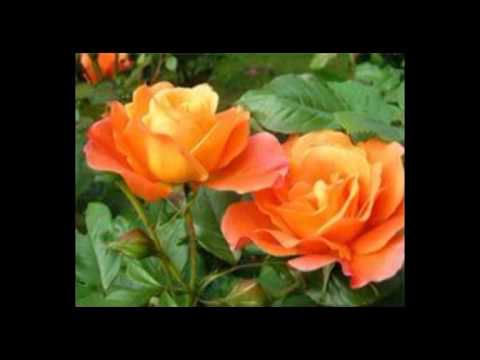 Klapa Jadrija - Goj se za me ružice