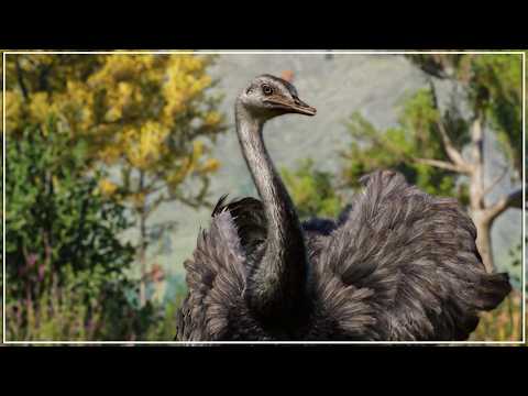 Can I Build a Successful Franchise Zoo in Just 1 Hour? | Planet Zoo Challenge