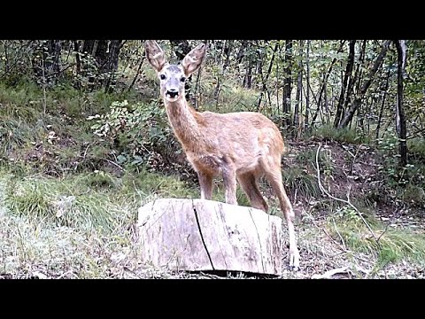 Una fragranza anomala il salto del piccolo di capriolo !!!