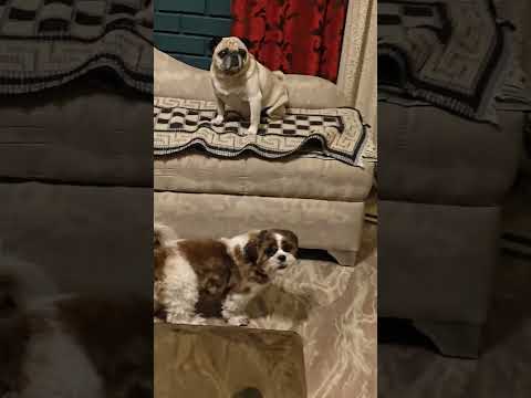 #youtubeshorts #trending #shortsvideo #shortsfeed #explore #explorepage #viralvideo #viralshorts