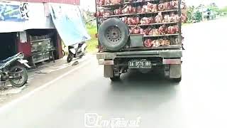 Download lagu ayam balap omleng😱|||| ban depan ngangkat😱 mp3