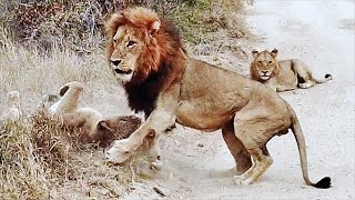 Red Road Male Lion Shows Dominance, Disciplines Sub Adults Near Lioness