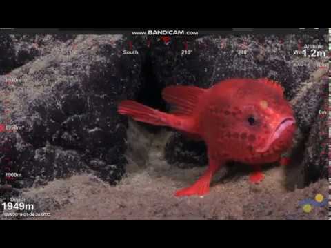 Red Coffinfish or Red Seatoad with Jets @ Annei Seamount