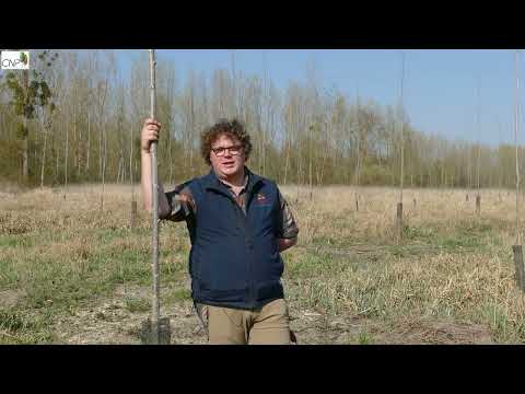 Gérer la végétation concurrente - version Nord, Nord-Est