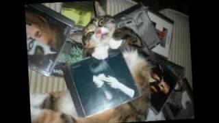 Happy Rhodes - "Terra Incognita" (Treehouse Cats version)