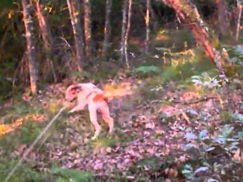 El Sam y el Moro en demandas de jabalí