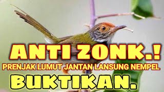 Download lagu suara pikat prenjak lumut paling ampuh mp3
