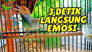 Download lagu TERAPI SUARA PRENJAK KEPALA MERAH GACOR 1 JAM TANPA IKLAN AGAR PRENJAK RAJIN BUNYI mp3 Download lagu TERAPI SUARA PRENJAK KEPALA MERAH GACOR 1 JAM TANPA IKLAN AGAR PRENJAK RAJIN BUNYI mp3