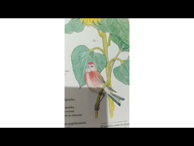 Vídeo relacionado con La maestra de las flores (ROMANTICA)
