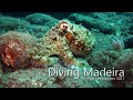 Diving Madeira - Portugal - September 2021