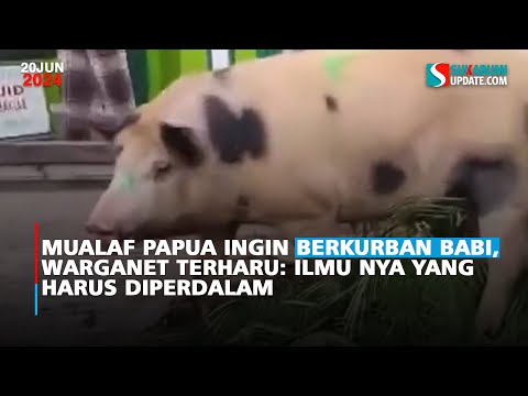 Mualaf Papua Ingin Berkurban Babi, Warganet Terharu: Ilmu Nya yang Harus Diperdalam