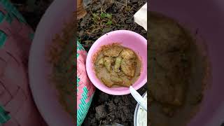 Download lagu sarapan di sawah#Shorts mp3 Download lagu sarapan di sawah#Shorts mp3