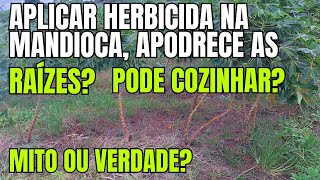 APLICAR HERBICIDA NA MANDIOCA/MACAXEIRA VAI ESTRAGAR AS RAÍZES? APODRECE?