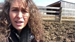 3 fixes for mud in horse paddocks