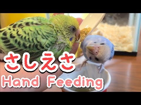 セキセイインコ雛手乗りピースの挿し餌♪多頭(複数)飼いオパーリンとルチノーBaby Budgie Hand Feeding