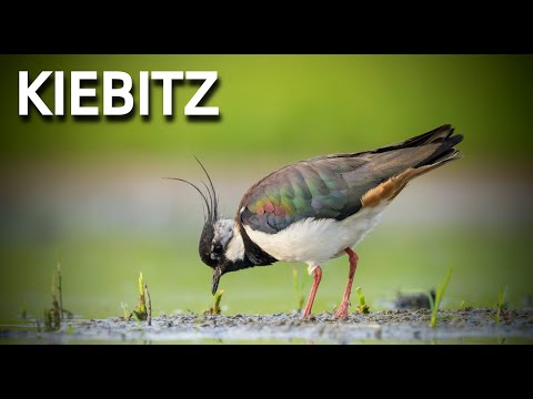 KIEBITZ 💮Zwitscherportrait💮 kleinfein -- Vogelstimmen - Vogelportrait - Steckbrief