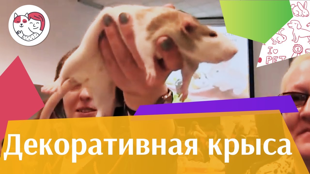 Декоративные крысы на ilikepet