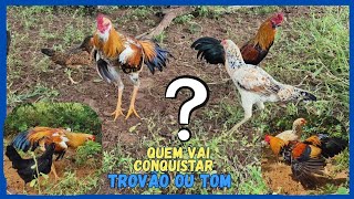 Soltei mais 2 (duas) galinhas com os galos na roça 