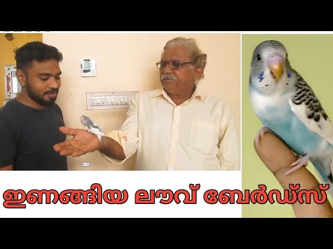 LOVE BIRDS | HOW TO CARE LOVE BIRDS AT HOME | HAND FEEDING BIRDS | MALAYALAM