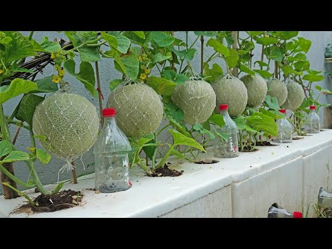Good method recycle styrofoam to grow cantaloupe for the family the fruit is very big and sweet