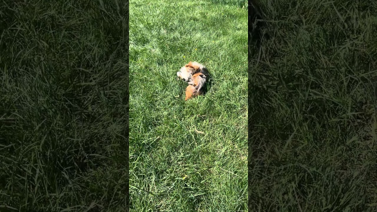 ROBIN, a ADOPTABLE Australian Shepherd in Reston, VA video 5/6