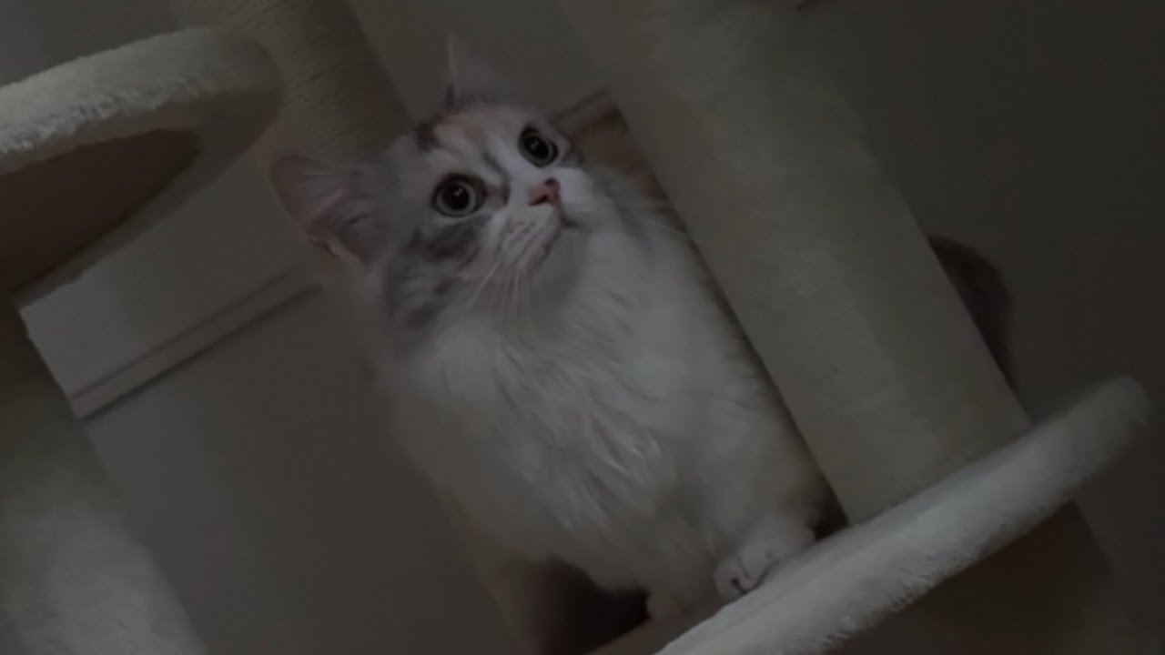 うちの猫、夜になるとスイッチ入るんだけど…これ普通ですか？