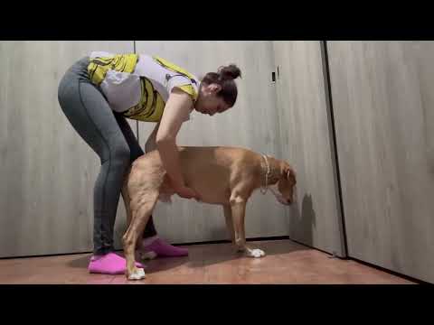 Maniobra de Heimlich en perros