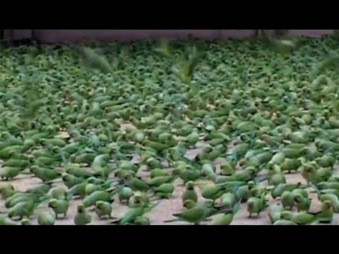 The Man Feed the  Food in Wild  Parrots