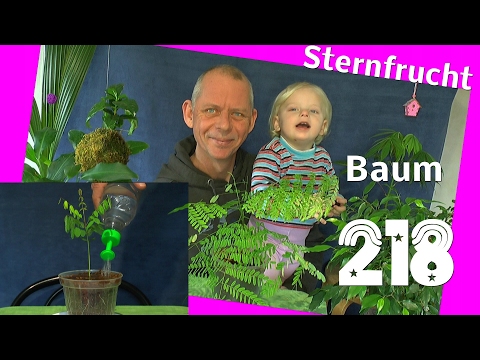 , title : 'Vom Samen zur Pflanze, die Sternfrucht Averroha Carambola'