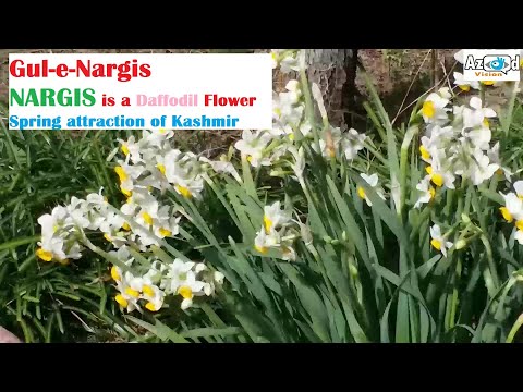 NARGIS I Narcissus I Daffodil Flower I Best Flower to see in Kashmir during Spring I Azad Vision