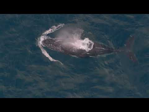 Video for 3/46 Victoria Terrace, Kings Beach  QLD  4551