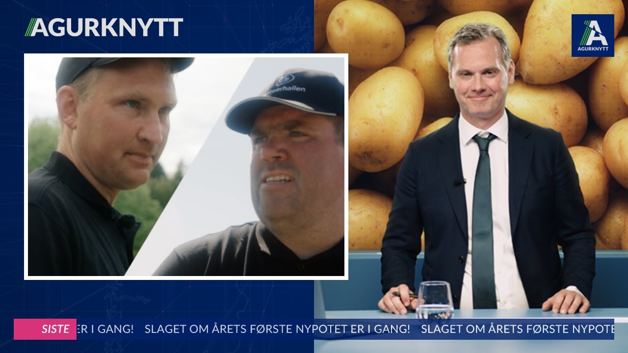 Slaget om årets første nypotet er i gang!