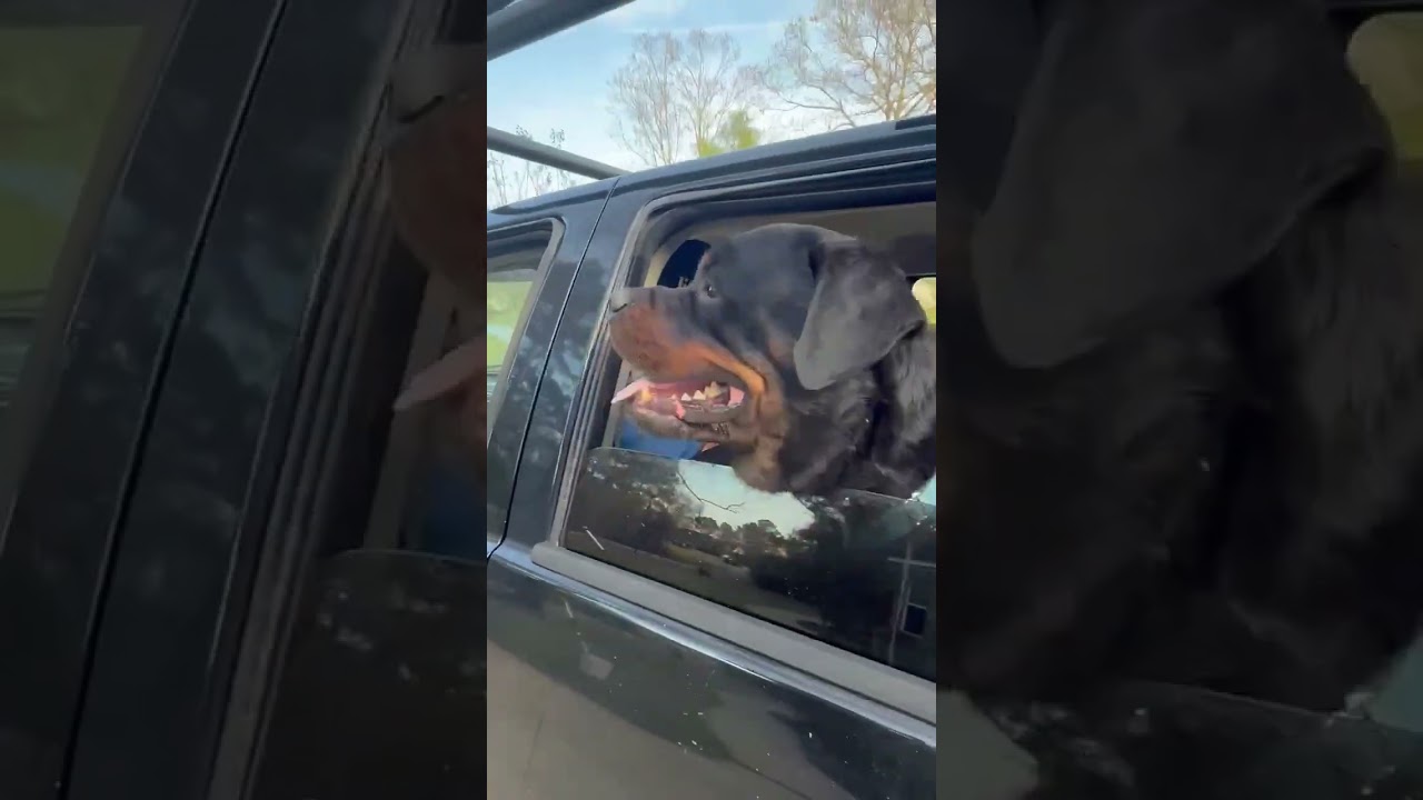 Enlarge ZEUS WILMINGTON, a ADOPTABLE Rottweiler in Chapel Hill, NC video 2/5