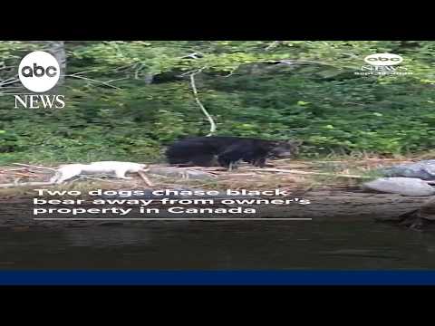 Two dogs chase black bear away from owner's property in Canada