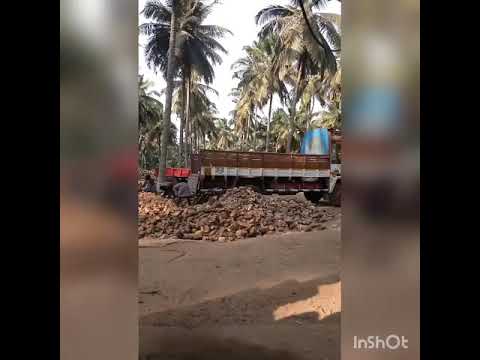 EXPORT COCONUT PACKING