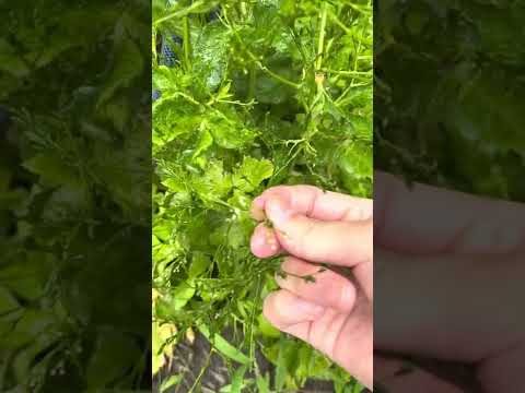 三葉のアシミニール、Asimina triloba