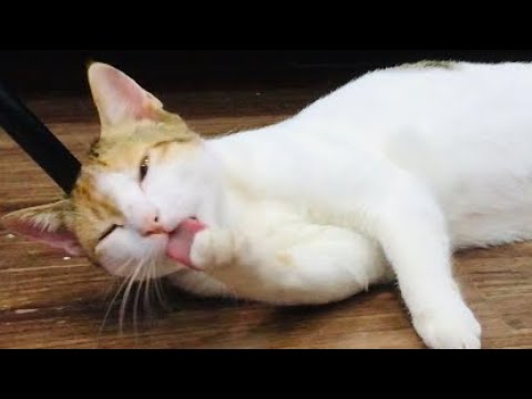 Most cutest cat i have ever seen😃