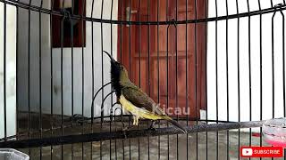 Download lagu SOGOK ONTONG NGOBRA GACOR TEMBAKAN RAPAT | SOGON GACOR DOR mp3 Download lagu SOGOK ONTONG NGOBRA GACOR TEMBAKAN RAPAT | SOGON GACOR DOR mp3