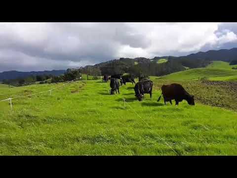 Rain, Calving and importance of back fencing