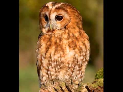 Tawny Owl Call