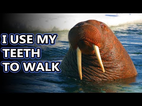 download lagu mp3 mp4 Walrus What Do They Eat, download lagu Walrus What Do They Eat gratis, unduh video klip Walrus What Do They Eat