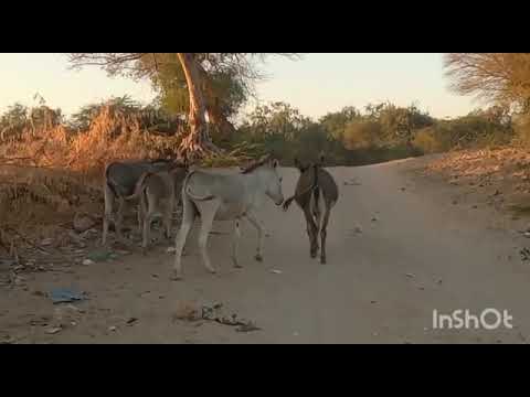 #donkeys#animals#life