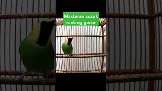 Download lagu Masteran Cucak ranting gacor  #birds #cucakrantinggacor #kicaumania mp3