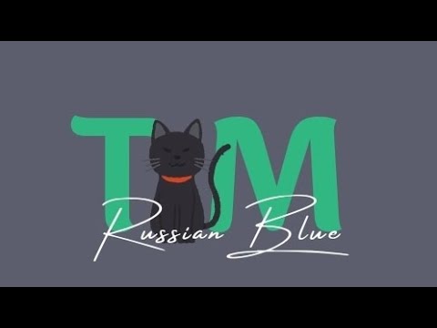 Russian Blue Kitten Toshiko Playing One Of Her Favourite Toys